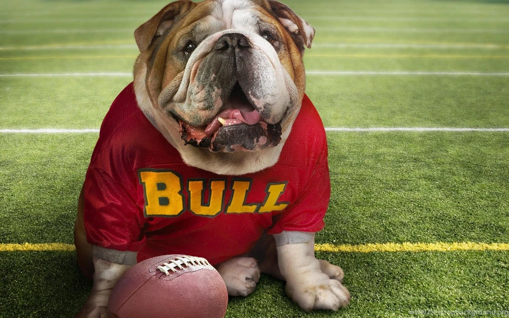 Funny Doggy Football Time Wallpapers   HD Wallpapers 71090