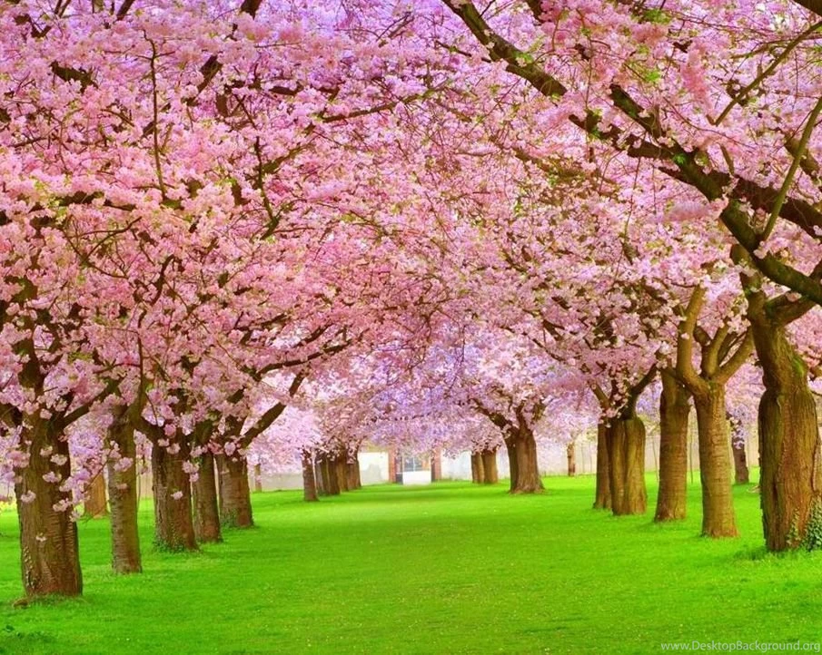 Nature Wallpapers, Nature Backgrounds, View, Amazing Landscape ...