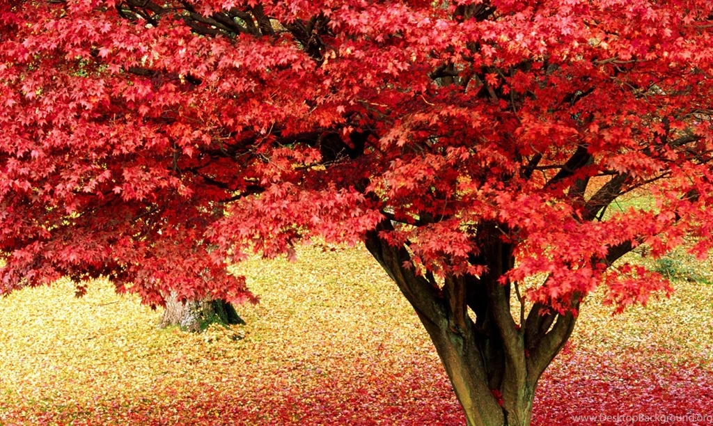 Nature Wallpapers, Hd Desktop Images, Landscape, Amazing Views ...