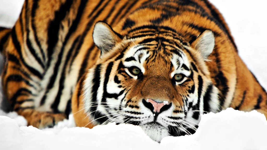 Tiger Hd 1330698