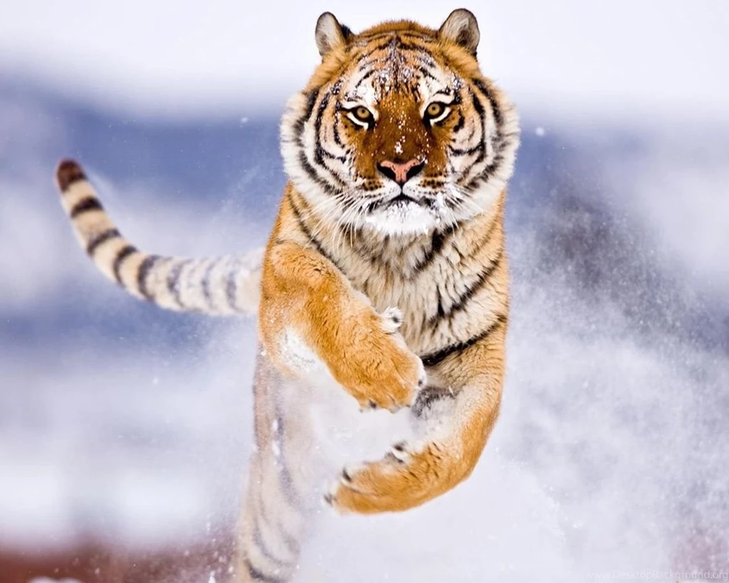 Siberian Tiger In The Snow Best Desktop Backgr 5147 Hd Wallpapers ...