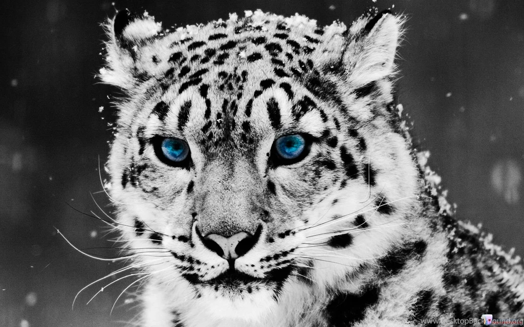 Zebra Print White Tiger Desktop High Definition Pixels P Your Top ...