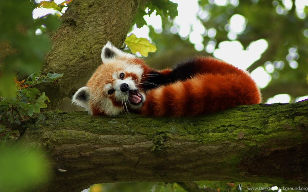 146 Red Panda HD Wallpapers