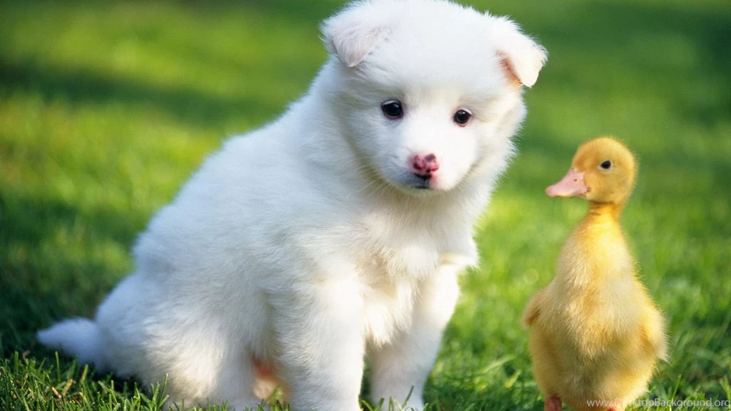 Download 1920x1080 Puppy And A Duckling Wallpapers