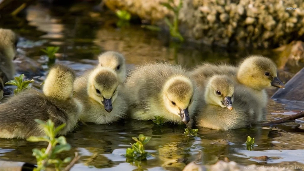 Ducklings Wallpapers Animal Wallpapers