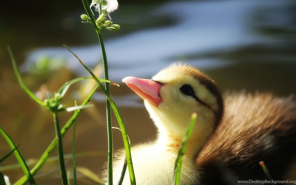 Duckling And Flower Wallpapers 1920x1200 577032