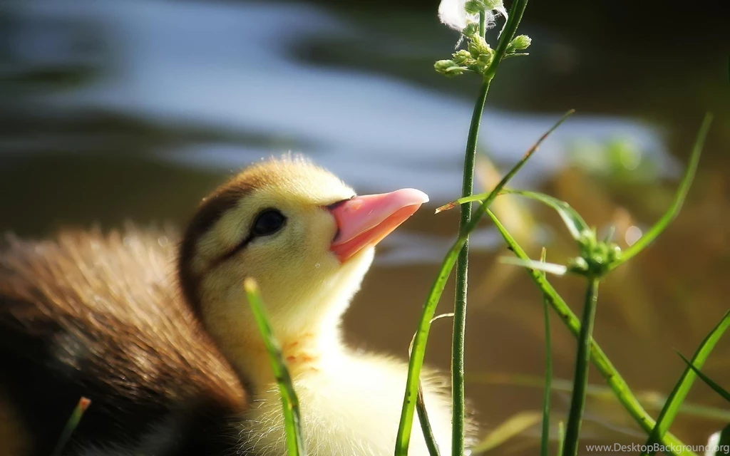 Precious Duckling >> HD Wallpaper, Get It Now!