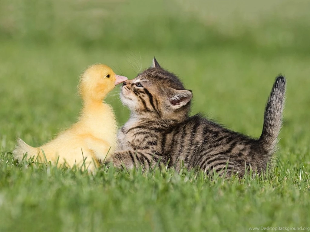 1600x1200 Kitty Meets Duckling Wallpapers