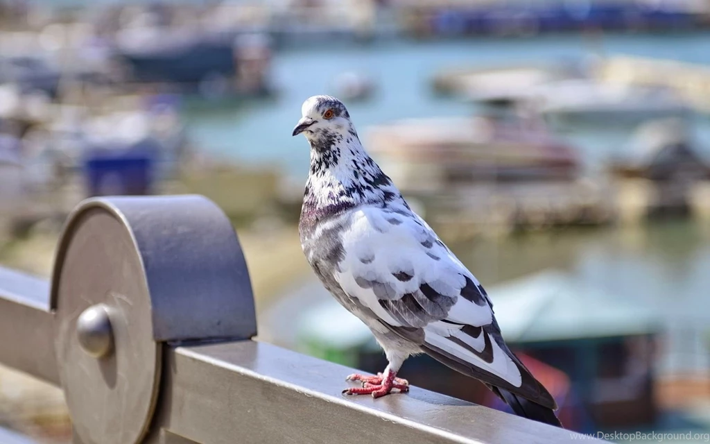 Pigeon New HD Wallpapers