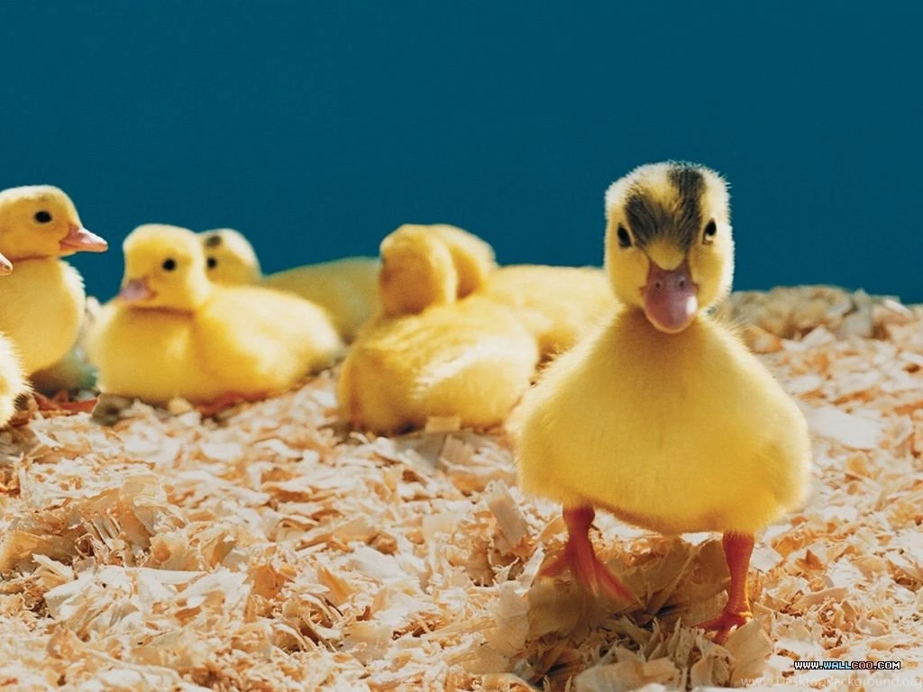 Pets Wallpapers Baby Chick And Duckling14 Wallcoo.net