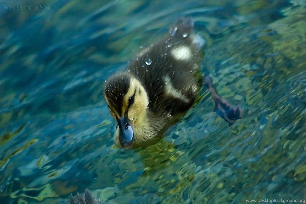 Duckling Wallpapers By Weelittlesoul On DeviantArt