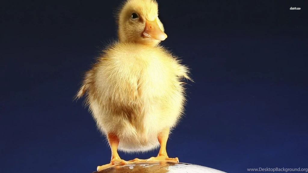 Duckling Wallpapers Animal Wallpapers