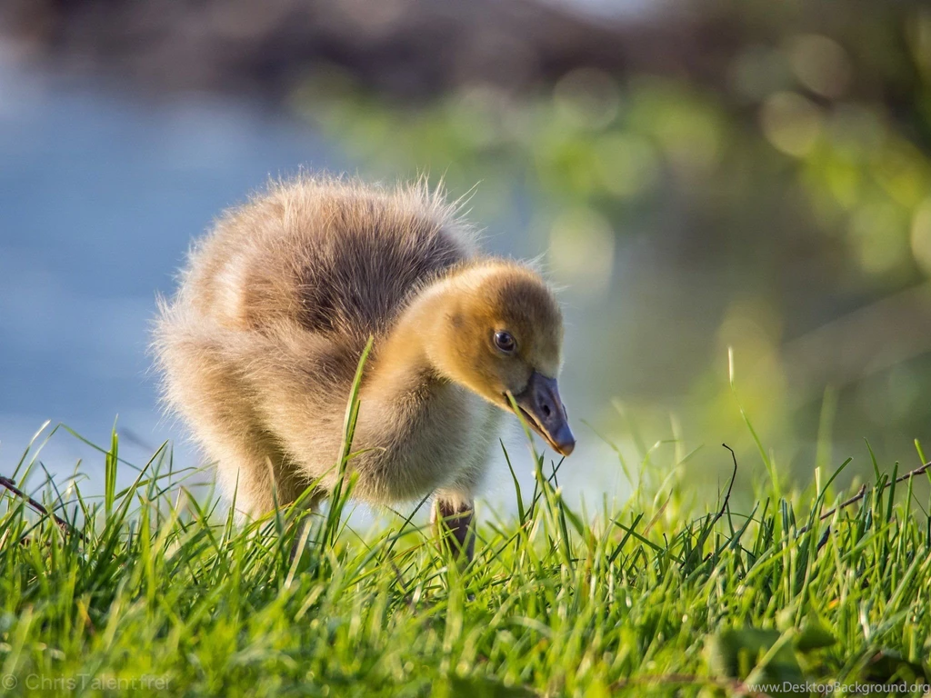 Ducks Grass Animals Duck Baby Duckling Wallpapers