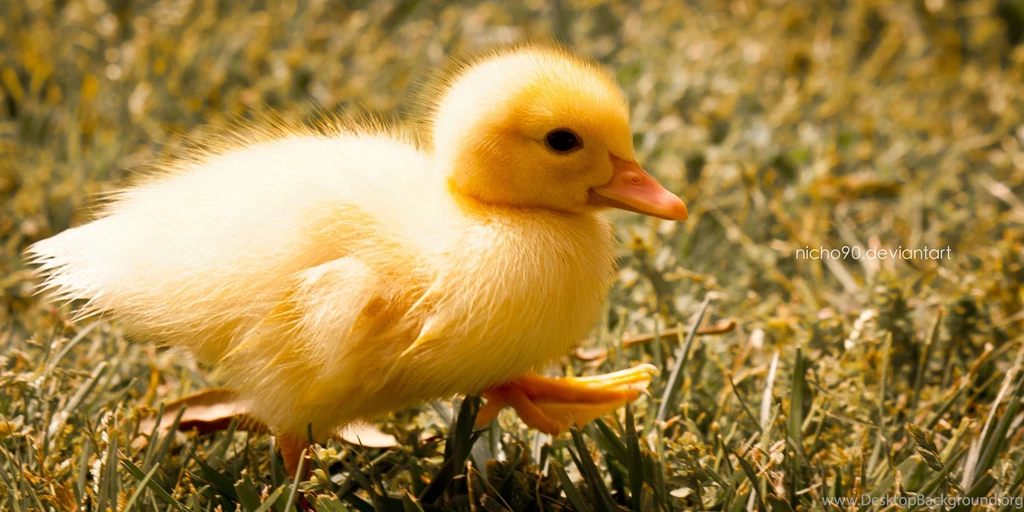 Duckling Computer Wallpapers, Desktop Backgrounds