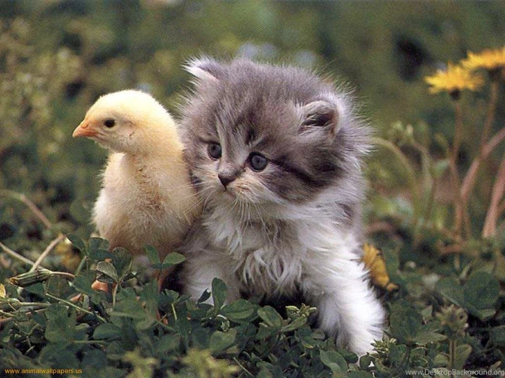 Kitten And Duckling Wallpapers
