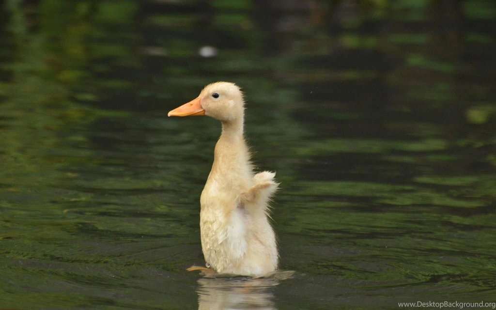 Little Duckling (