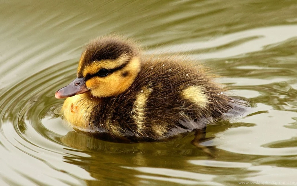 Wallpaper: Duckling Wallpapers