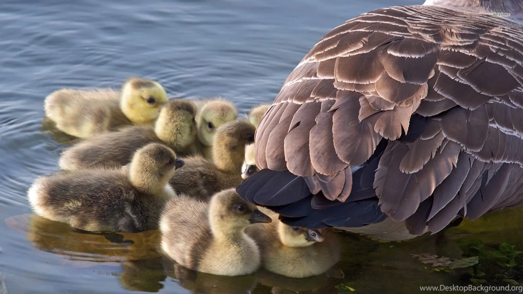 Hiding Ducklings Wallpapers Animal Wallpapers