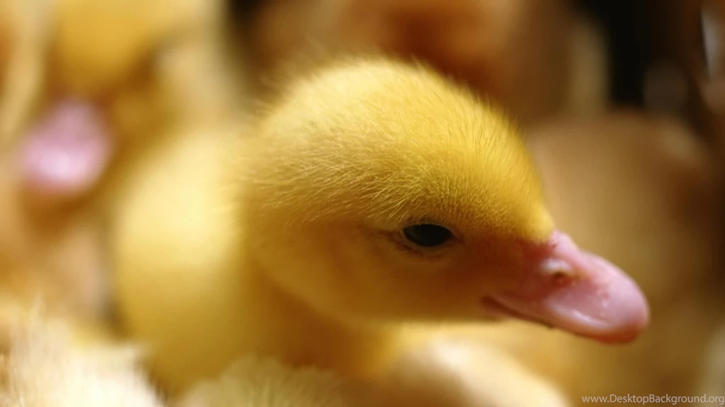 Birds: Duckling Animal Pink Yellow Bird Cute Pasti Duck Wallpapers ...