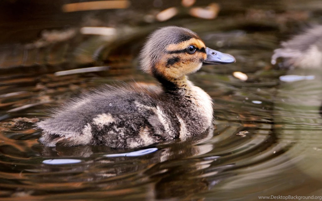 Duckling Wallpapers