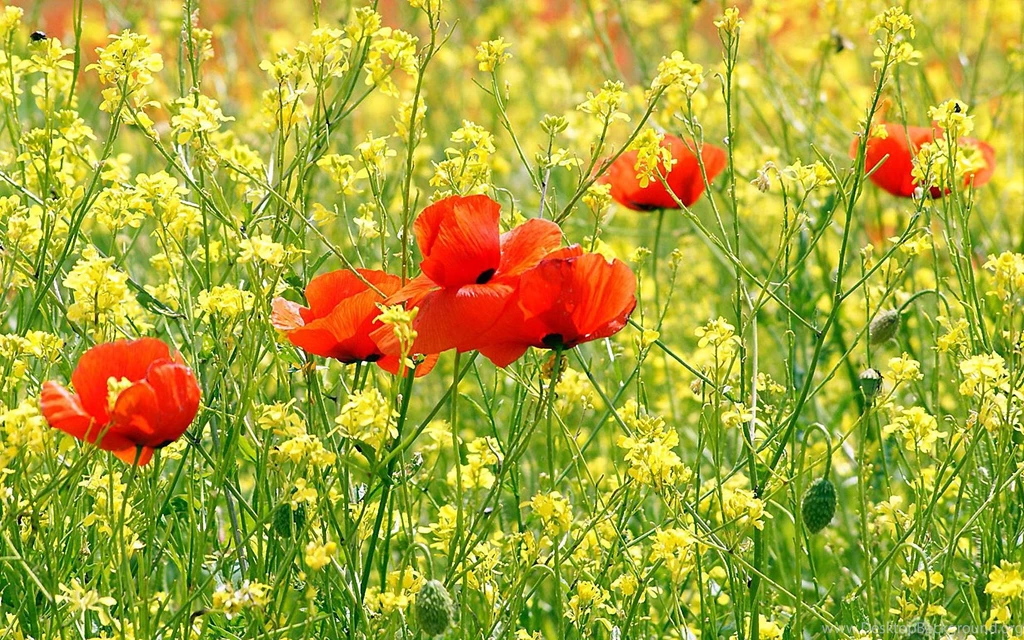Poppy Flower Desktop Wallpapers