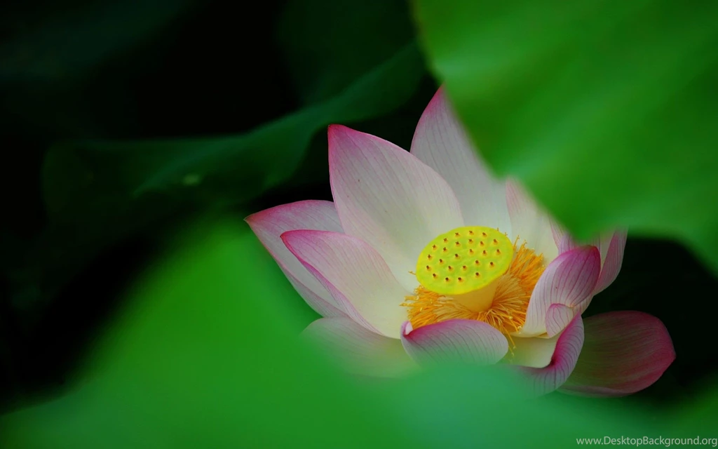 Lotus Flower Desktop Wallpapers ~ Toptenpack.com