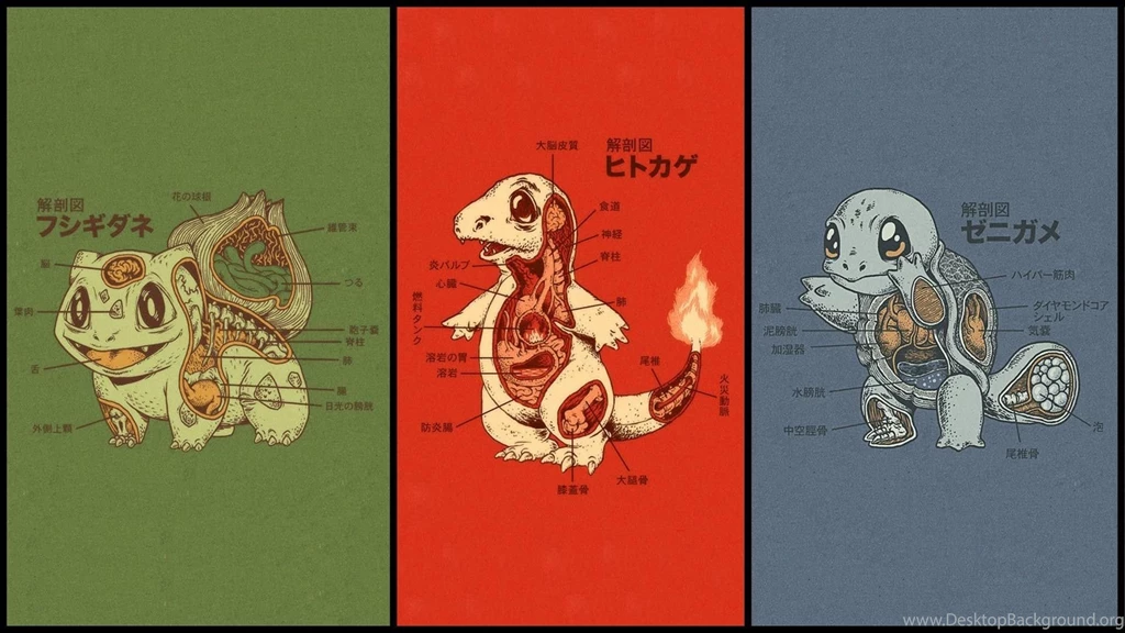 Anatomy Of Different Pokemon Wallpapers And Images   Wallpapers ...