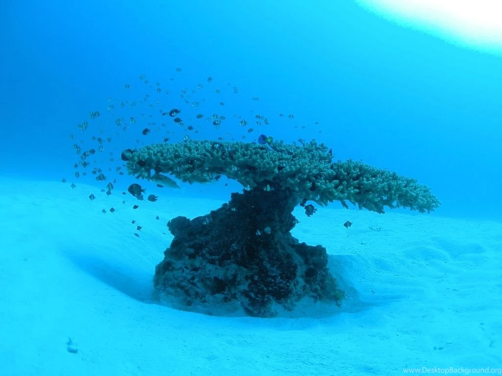 Daily Diving Trip