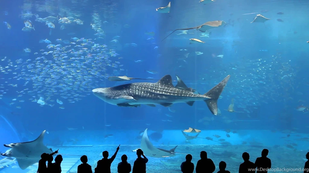 Travel: Cool Things You Never Knew You Could Do In Okinawa, Japan ...