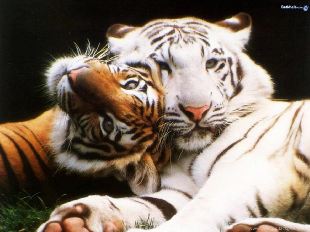 Big Cats The Animal Kingdom Wallpapers (250742) Fanpop