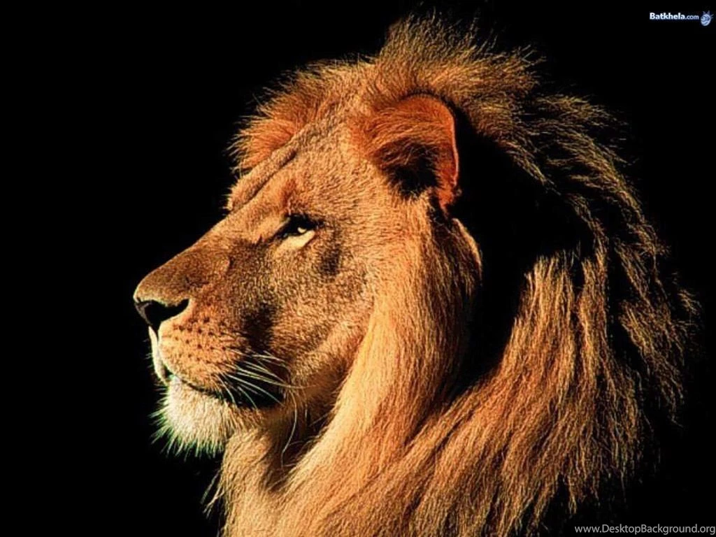 Big Cats The Animal Kingdom Wallpapers (248478) Fanpop