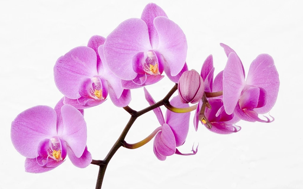 Flowers White Backgrounds Orchids Pink Wallpapers