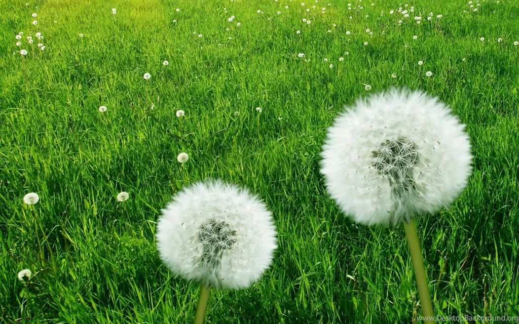 White Fowers HD Wallpapers