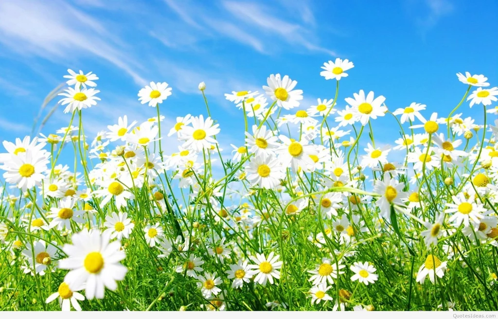 Awesome Spring Wallpapers With Flowers