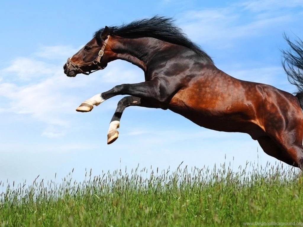 Arabian Horse HD Wallpapers