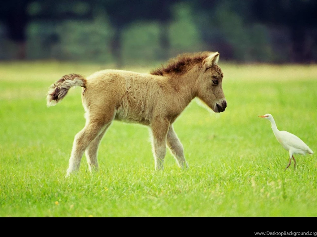 Miniature Horse Desktop Wallpapers