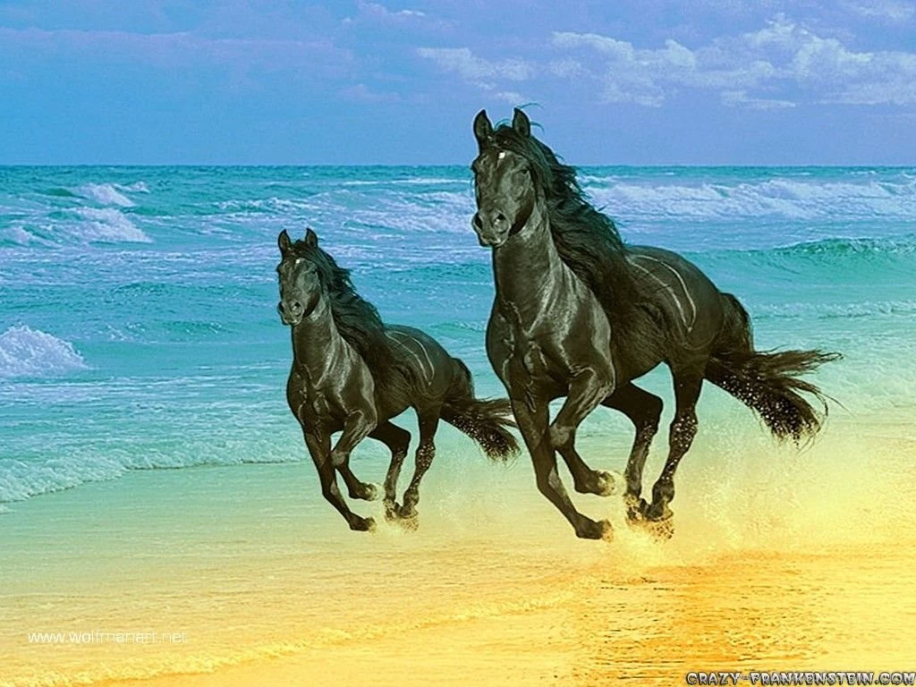 Horses Wallpapers   Crazy Frankenstein