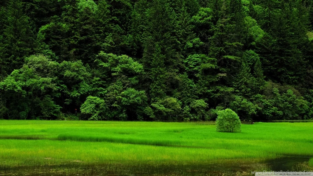 Nature grass trees landscapes green backgrounds