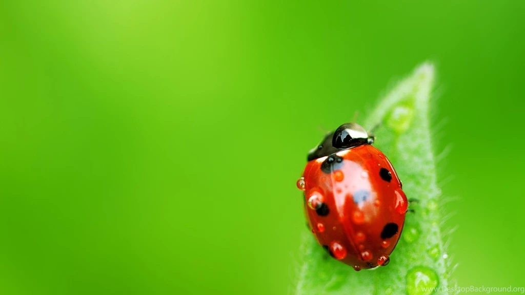 Ladybug Desktop Wallpapers