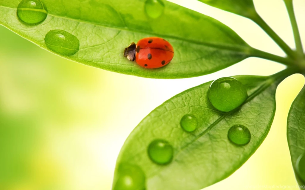 Ladybug Desktop Wallpapers