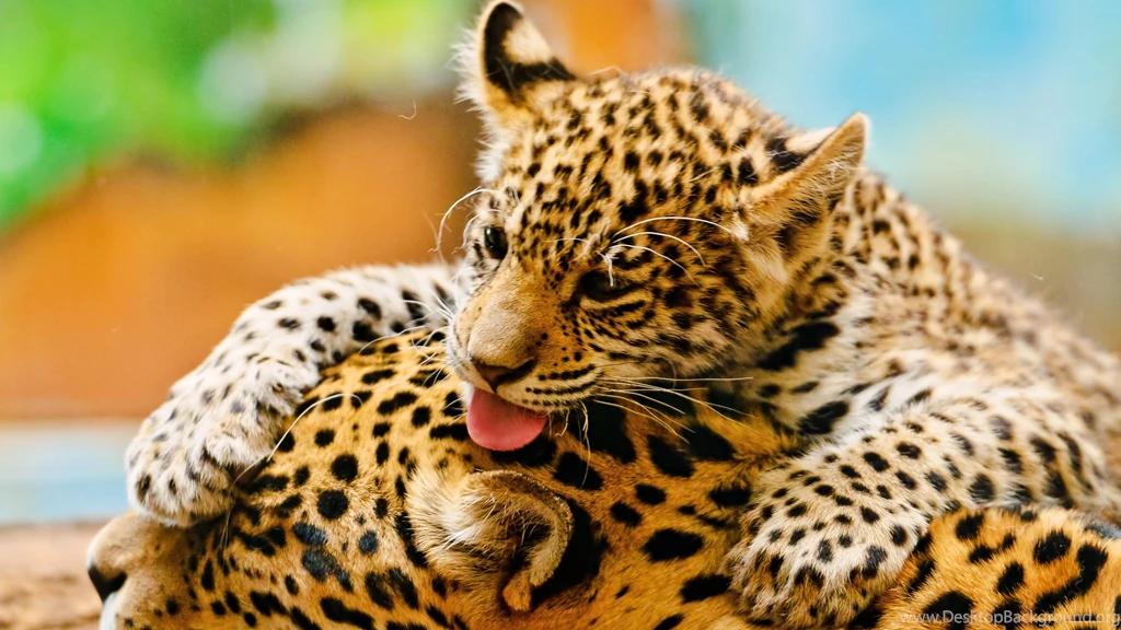 Quality Images Free Download Hd 1080P 11 HD Wallpapers ...