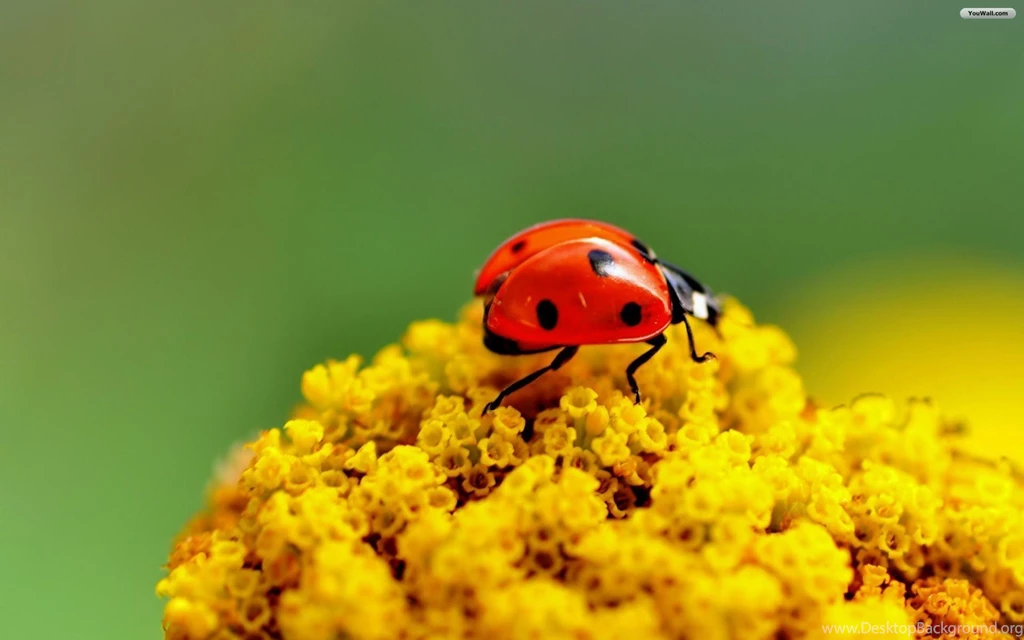 YouWall Lady Bug Wallpapers Wallpaper,wallpapers,free Wallpapers ...