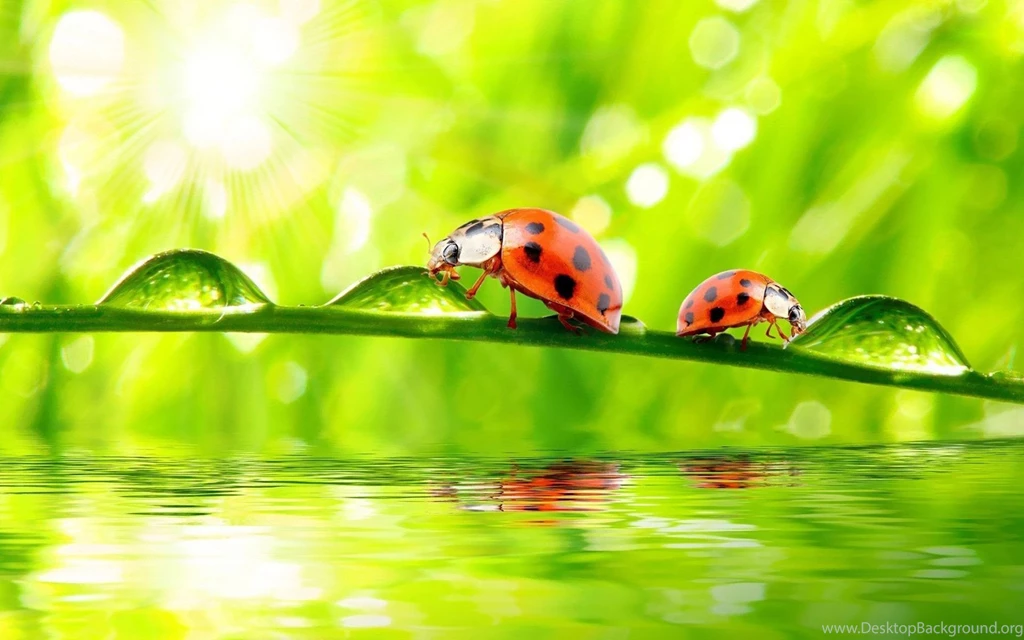 Ladybug Computer Wallpapers, Desktop Backgrounds