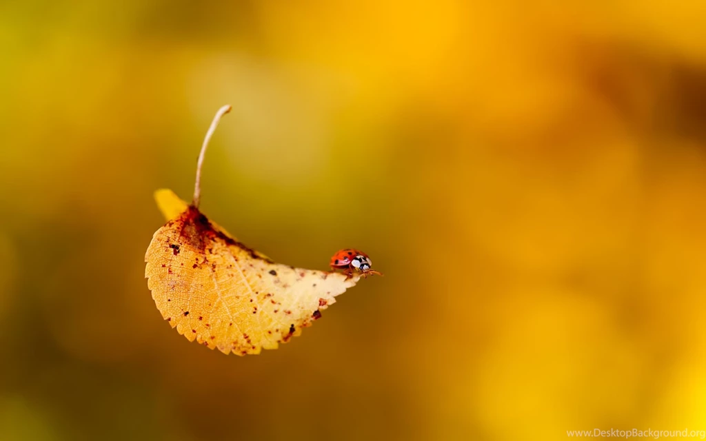 Ladybug Computer Wallpapers, Desktop Backgrounds