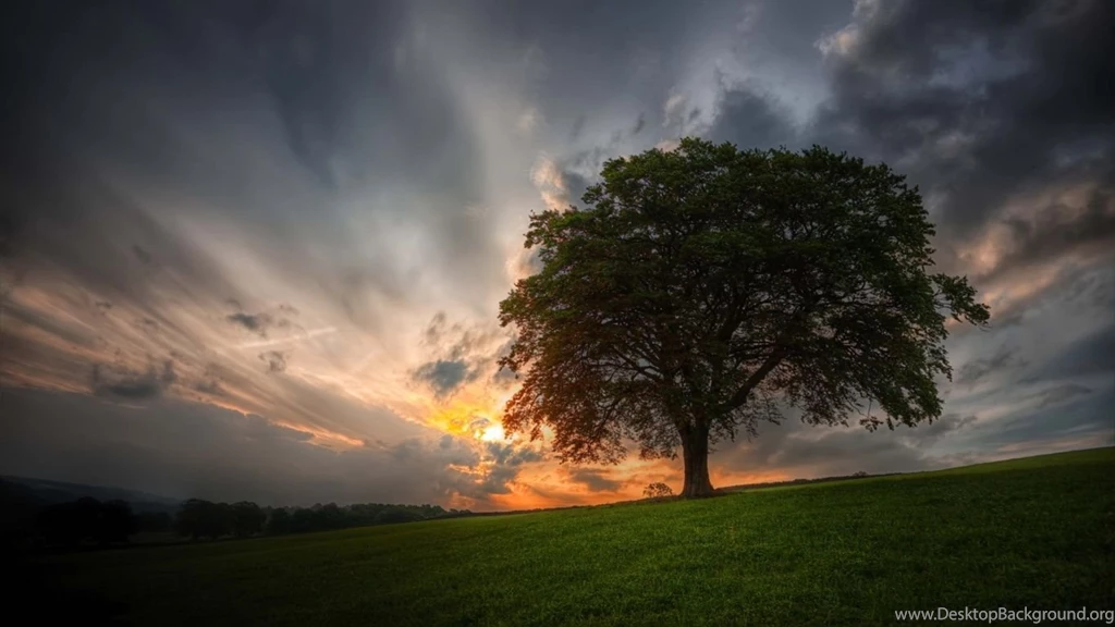 1366x768 Sundown Tree Landscape Wallpapers