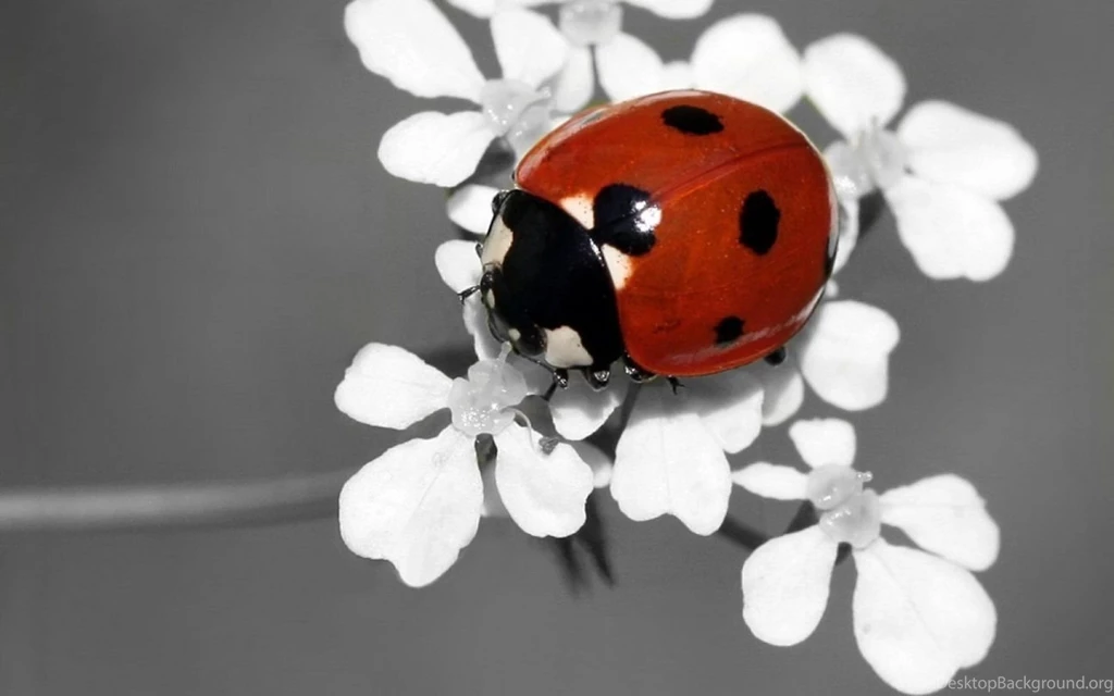 Hd Ladybug wallpaper tumblr.jpg