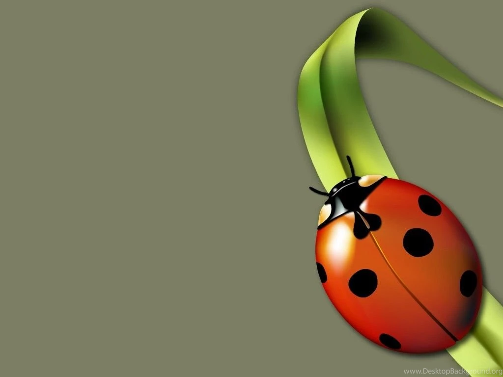 Lady Bug Wallpapers Pets Cute And Docile