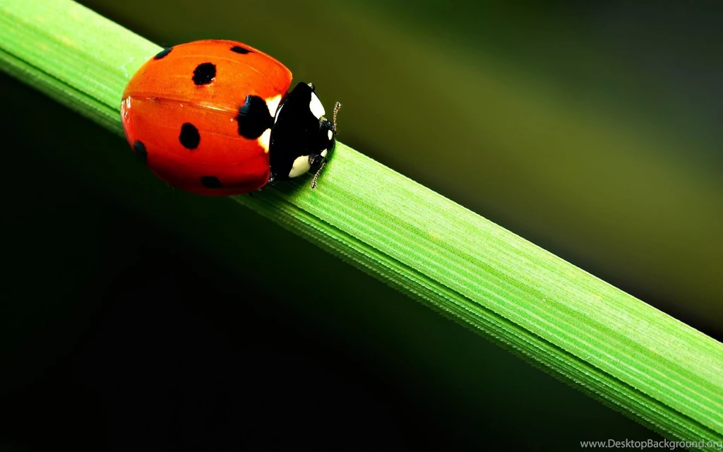Ladybug Wallpapers 3937 1920 X 1200 WallpaperLayer.com