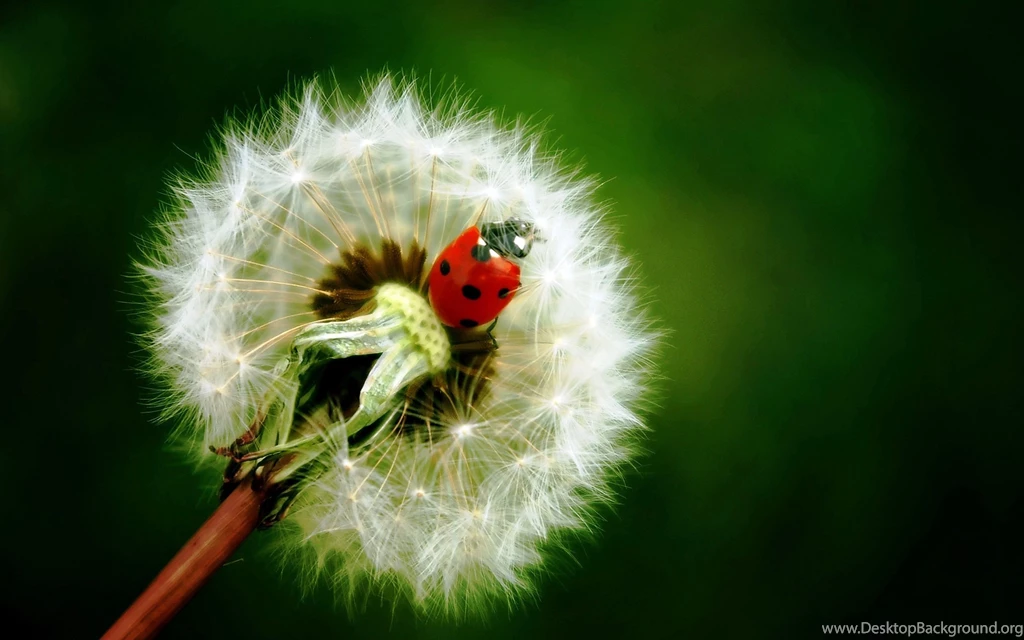 Ladybug