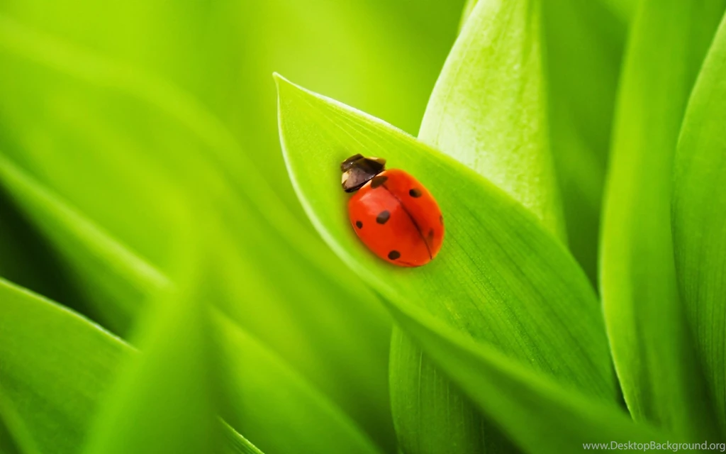 Nature Grass Ladybug Wallpapers